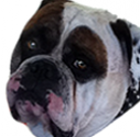 cropped-kopf.png